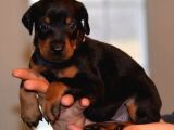 Doberman Yavrularımız Evinize Neşe Katacaktır