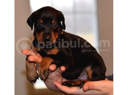 Doberman Yavrularımız Evinize Neşe Katacaktır görsel