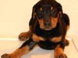 Doberman Yavrularımız Evinize Neşe Katacaktır