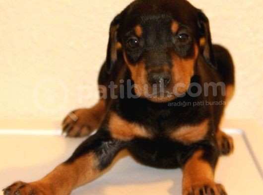 Doberman Yavrularımız Evinize Neşe Katacaktır görsel