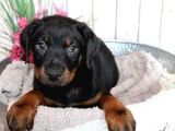 Doberman Yavrularımız Evinize Neşe Katacaktır