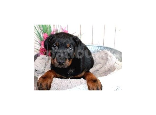 Doberman Yavrularımız Evinize Neşe Katacaktır görsel