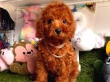 Sevimli Poodle