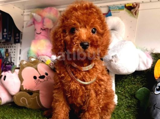 Sevimli Poodle görsel
