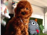 Sevimli poodle