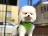0-3 Aylık Yavru Pomeranian