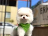 0-3 Aylık Yavru Pomeranian