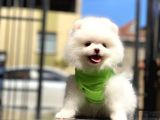 0-3 Aylık Yavru Pomeranian