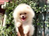 Sempatik pomeranian yavrular