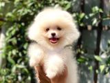 Sempatik Pomeranian Yavrular