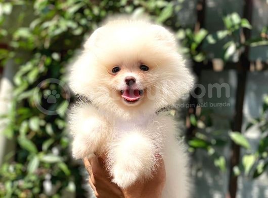 Sempatik Pomeranian Yavrular görsel