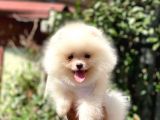 Sempatik Pomeranian Yavrular
