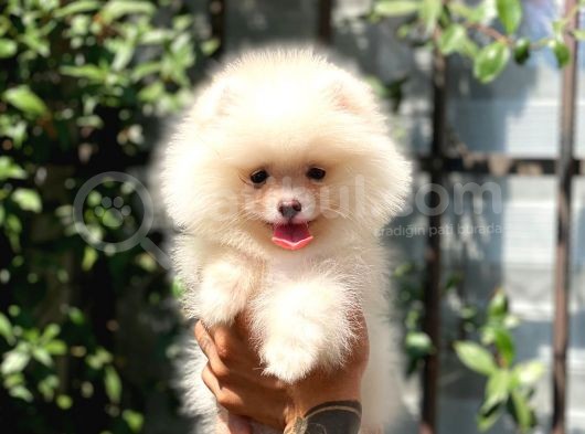 Sempatik Pomeranian Yavrular görsel