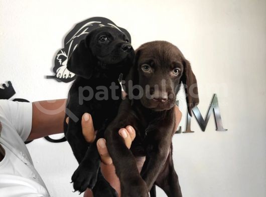 Mükemmel Kalitede Labrador Yavrular