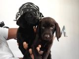 Mükemmel Kalitede Labrador Yavrular