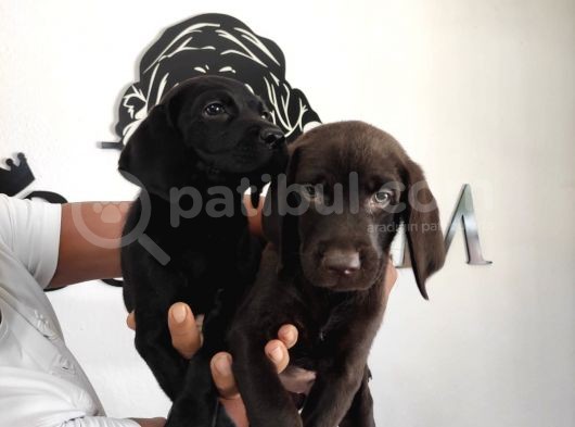 Mükemmel Kalitede Labrador Yavrular görsel