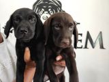 Mükemmel Kalitede Labrador Yavrular