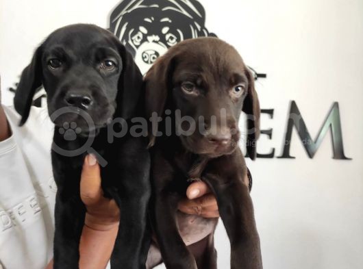 Mükemmel Kalitede Labrador Yavrular görsel