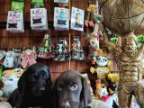 Mükemmel Kalitede Labrador Yavrular