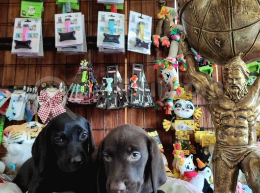 Mükemmel Kalitede Labrador Yavrular görsel