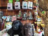 Mükemmel Kalitede Labrador Yavrular
