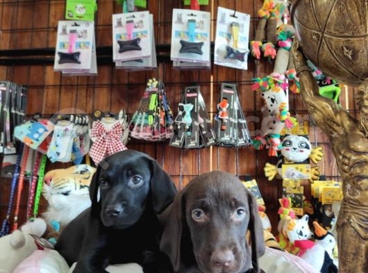 Mükemmel Kalitede Labrador Yavrular görsel