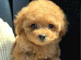 Baby Face Toy Poodle Yavrularimiz