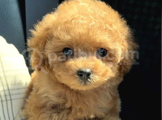 Baby Face Toy Poodle Yavrularimiz görsel