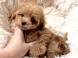 Baby Face Toy Poodle Yavrularimiz