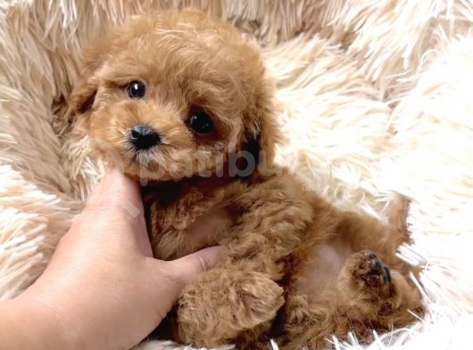 Baby Face Toy Poodle Yavrularimiz görsel