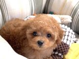 Baby Face Toy Poodle Yavrularimiz