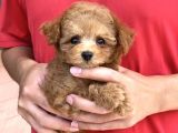 BABY FACE TOY POODLE YAVRULARIMIZ