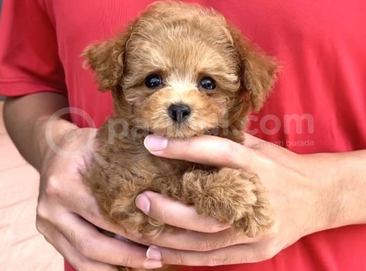Baby Face Toy Poodle Yavrularimiz