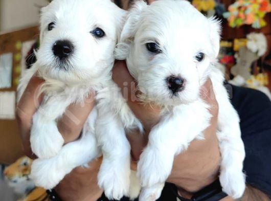 Bembeyaz Maltese Terri̇er 0 Numara görsel