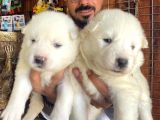 AYİ YAVRUSU SAMOYED A KALİTE IRK