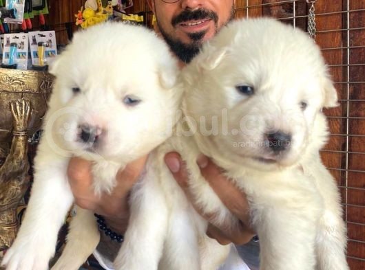 Ayi̇ Yavrusu Samoyed A Kali̇te Irk
