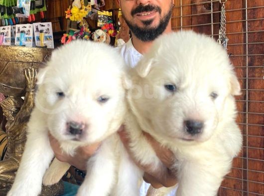 Ayi̇ Yavrusu Samoyed A Kali̇te Irk görsel