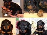 Doberman Yavrularımız Evinize Neşe Katacaktır