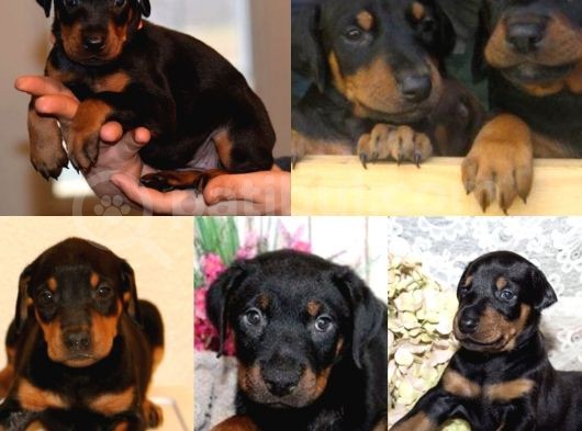 Doberman Yavrularımız Evinize Neşe Katacaktır