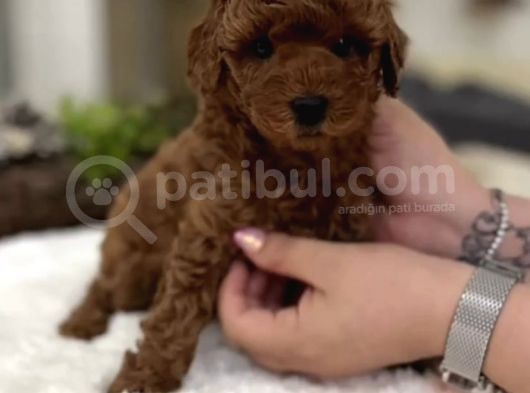 Kalite Ve Güvenin Adresinden Toys Bebekler   görsel