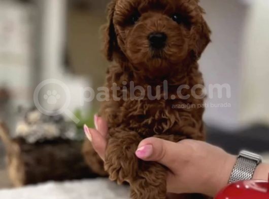 Kalite Ve Güvenin Adresinden Toys Bebekler   görsel