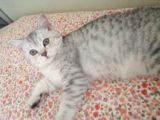 1 Yaşında Safkan British Shorthair