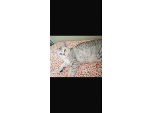 1 Yaşında Safkan British Shorthair görsel