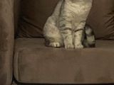 1 Yaşında safkan British Shorthair