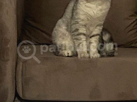 1 Yaşında Safkan British Shorthair