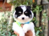 Minik Oğlum Panda