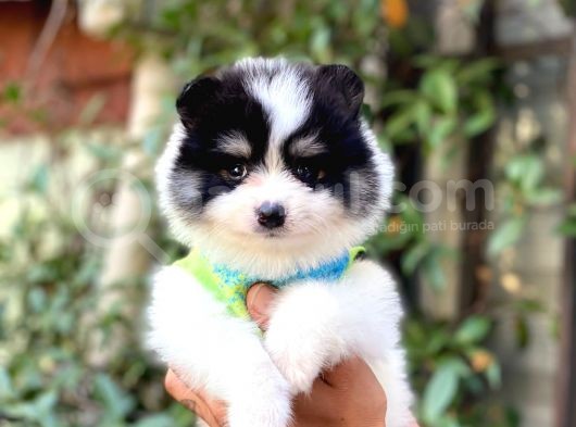 Minik Oğlum Panda görsel