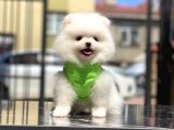 Biblo Gibi Pomeranian Oğlumuz White