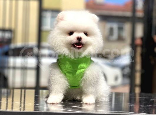 Biblo Gibi Pomeranian Oğlumuz White görsel