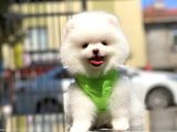 Biblo gibi pomeranian oğlumuz white